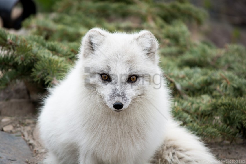 arctic fox fur muzzle polar fox predator white wallpaper PNG for personal use
