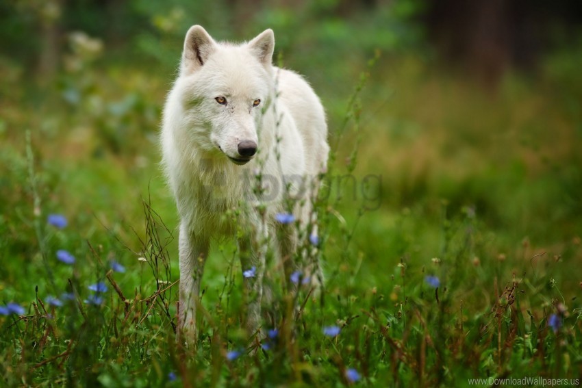 arctic wolf predator wolf wallpaper Free PNG images with alpha channel set