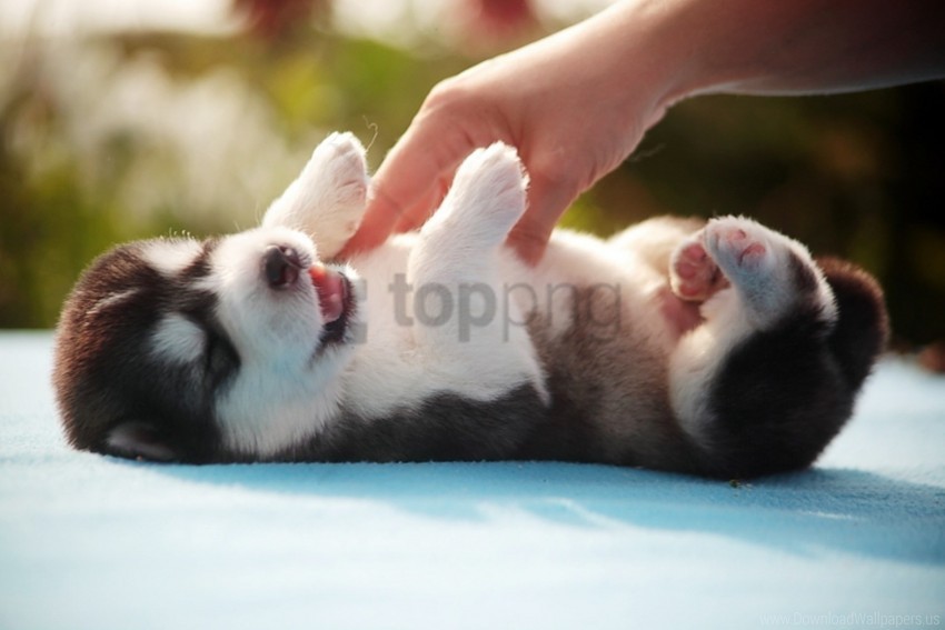 arm down playful puppy spotted wallpaper Clear PNG