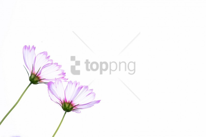 art flowers kosmeya petals vector wallpaper Transparent PNG images for printing