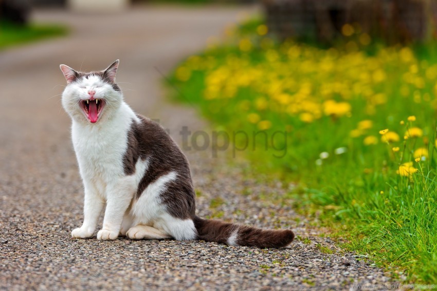 asphalt cat flowers grass open mouth wallpaper PNG Image Isolated on Clear Backdrop