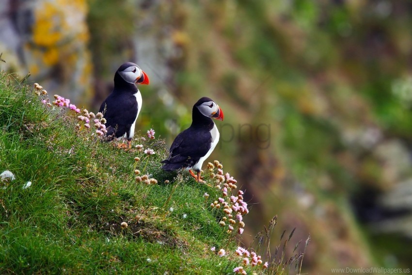atlantic puffin bird flowers grass puffin wallpaper HighQuality Transparent PNG Isolated Graphic Design