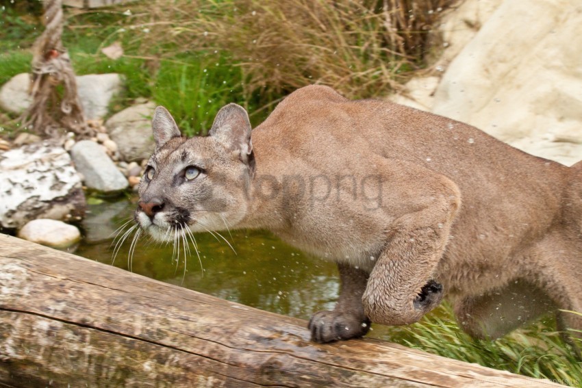 attention cougar fear grass water wallpaper Isolated PNG on Transparent Background