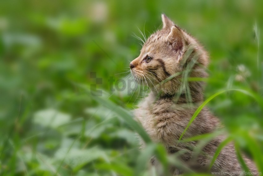 attention grass kitten stand wallpaper PNG files with no background wide assortment
