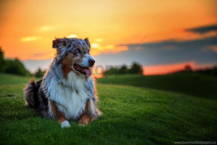 aussie australian shepherd dog dog grass sunset wallpaper PNG transparent photos library
