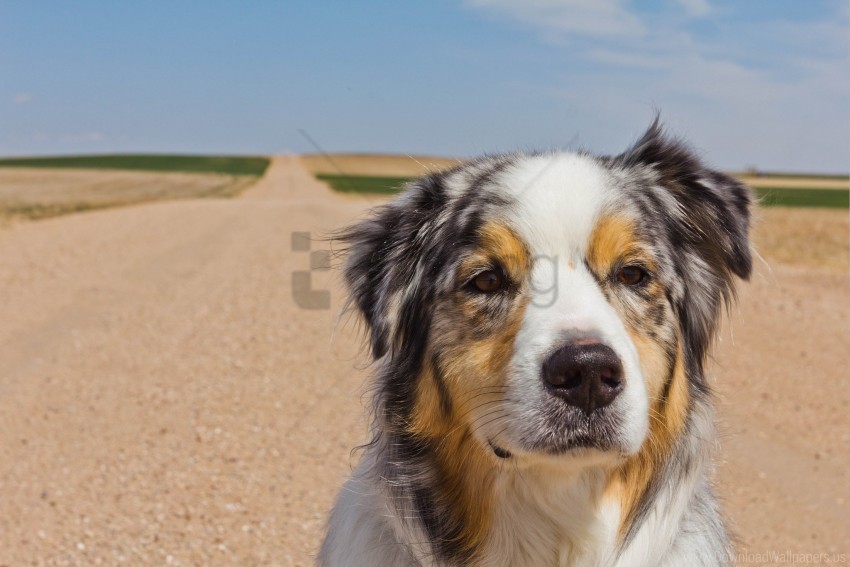 australian shepherd dog muzzle road spotted wallpaper PNG images with transparent canvas assortment