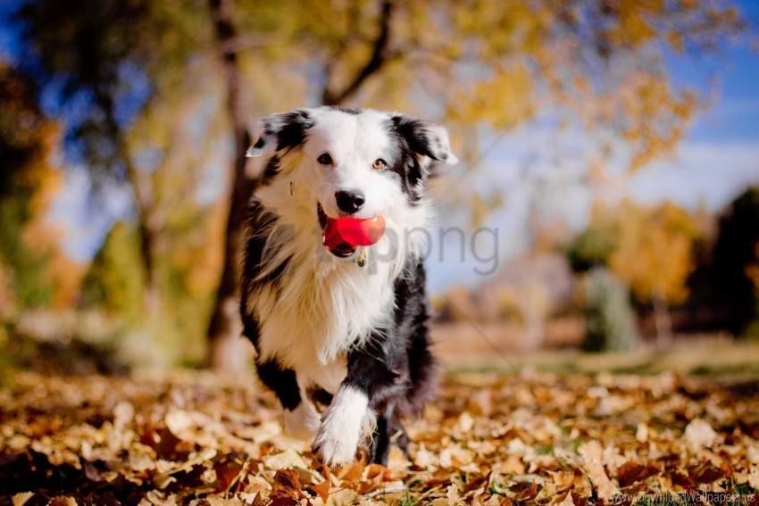 autumn ball border collies dog leaves mood wallpaper HighQuality Transparent PNG Isolated Graphic Design