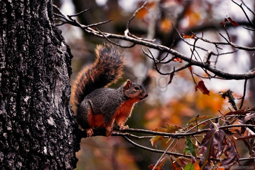 autumn branches leaves squirrel tree wallpaper PNG graphics with alpha transparency bundle