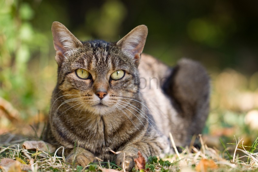 Autumn Cat Grass Leaves Lie Striped Wallpaper PNG Image With Transparent Isolation