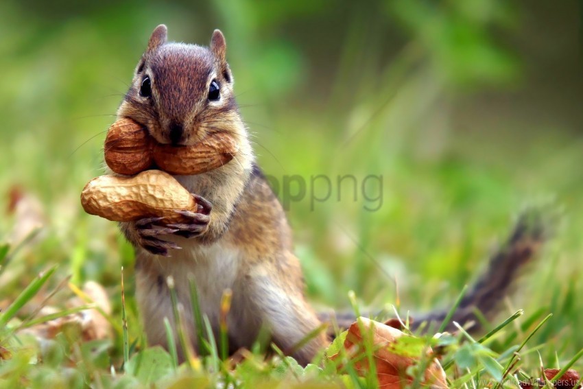 autumn grass leaves nuts squirrel wallpaper Clear Background PNG Isolated Graphic Design