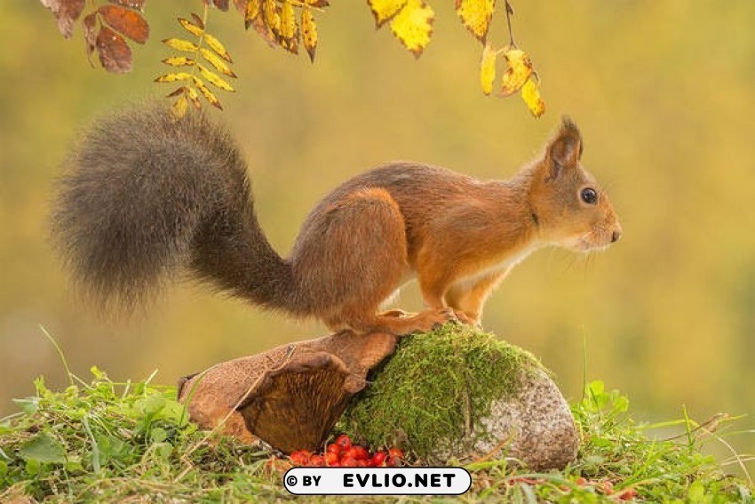 autumn landscape with squirrel wallpaper PNG with transparent background free