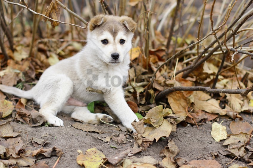 autumn leaves playful puppy wallpaper PNG images with alpha transparency selection