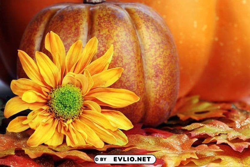 Autumnwith Pumpkin And Flower Isolated Object On HighQuality Transparent PNG