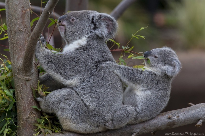 baby couple koalas tree wallpaper PNG transparent designs