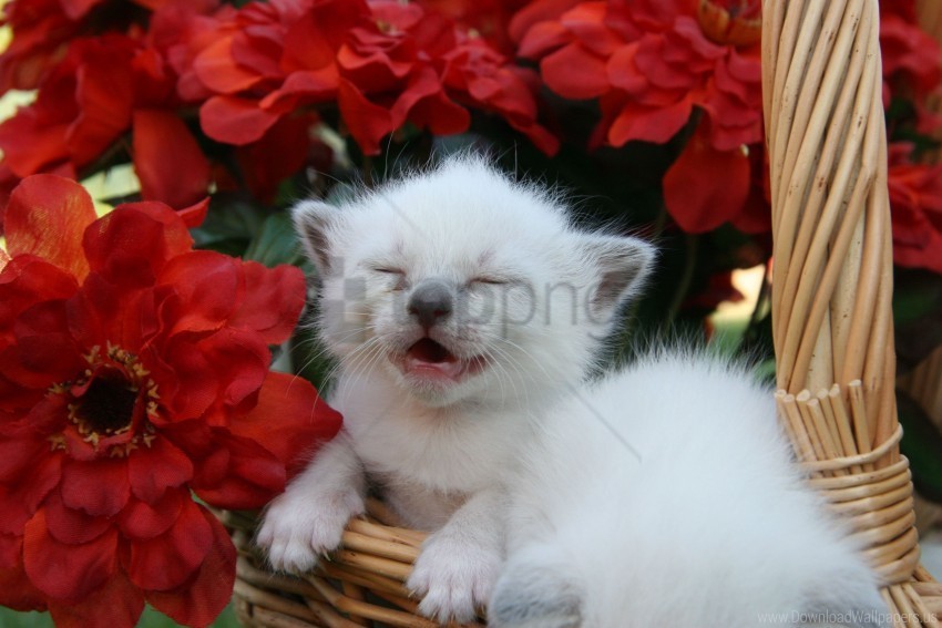 baby cry flower kitten wallpaper HighQuality Transparent PNG Object Isolation
