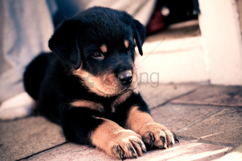 baby cute puppy rottweiler wallpaper PNG Image with Transparent Cutout