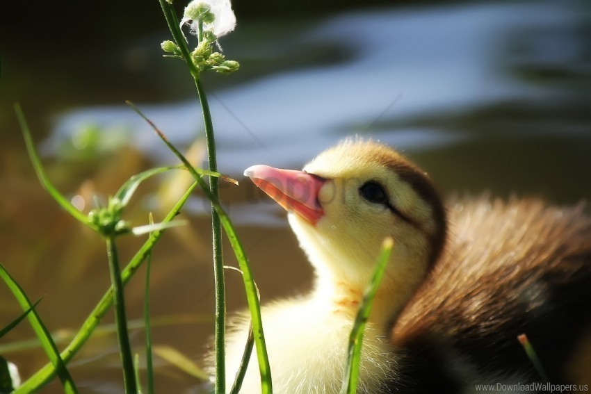 baby duckling grass twigs wallpaper Clear Background PNG Isolated Graphic Design