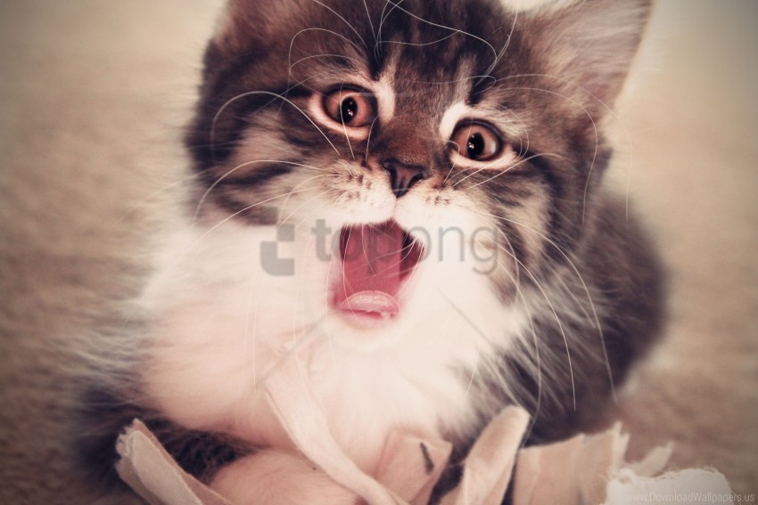 baby fluffy kitten yawn wallpaper Isolated Artwork on Clear Transparent PNG