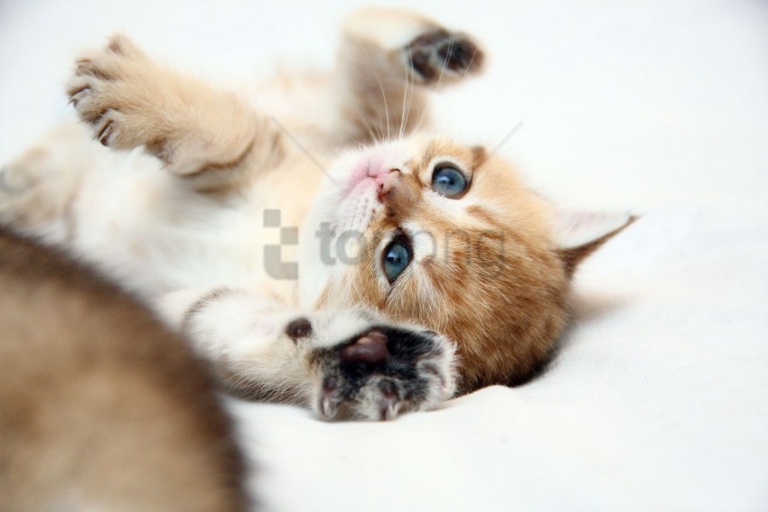 baby ginger kitten lie wallpaper PNG Image with Isolated Element