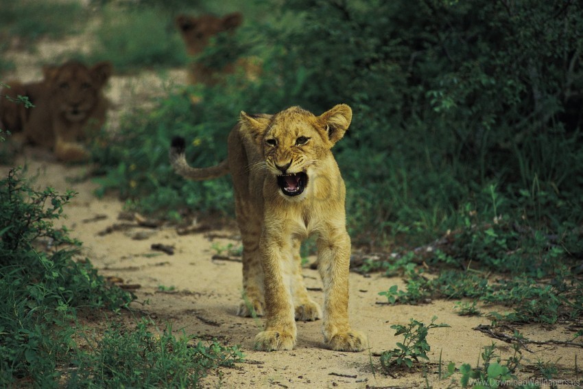 baby growling kitten lion predator wallpaper Isolated PNG Item in HighResolution