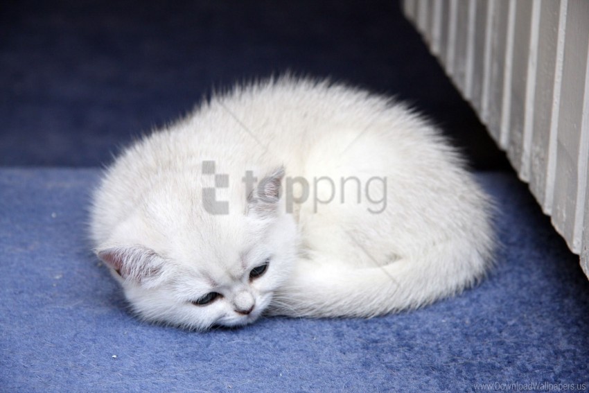 baby kitten lie light wallpaper Clean Background Isolated PNG Graphic