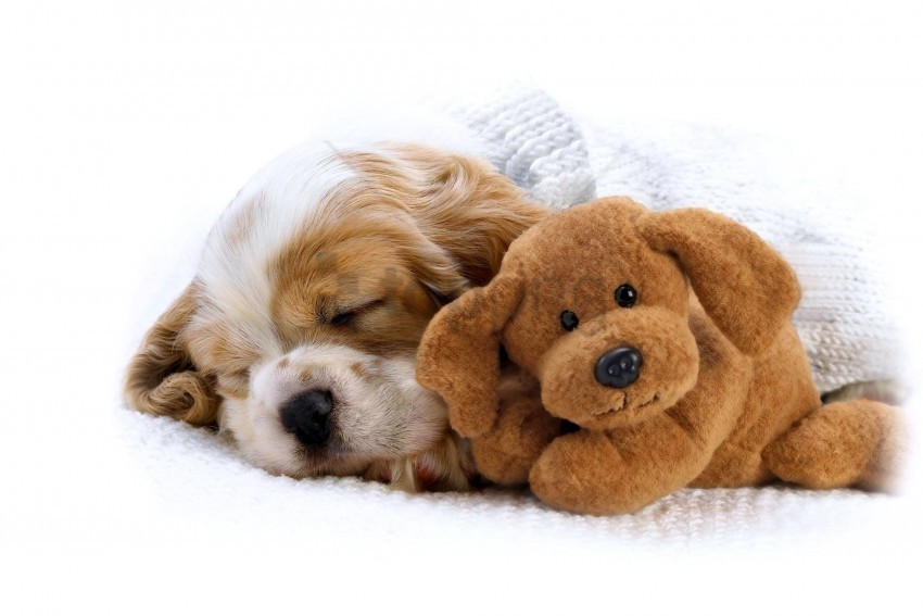 baby lie puppy toy wallpaper High-resolution PNG