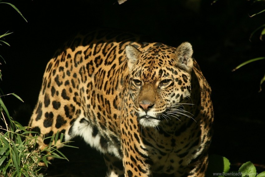 background dark grass jaguar look predator watch wallpaper Isolated Subject in HighResolution PNG