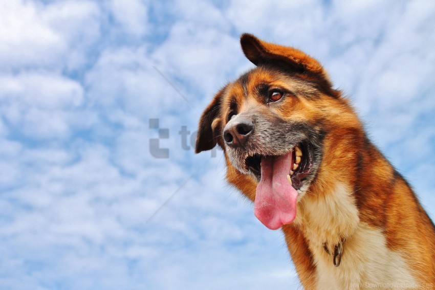 background dogs face roof tongue wallpaper PNG clipart