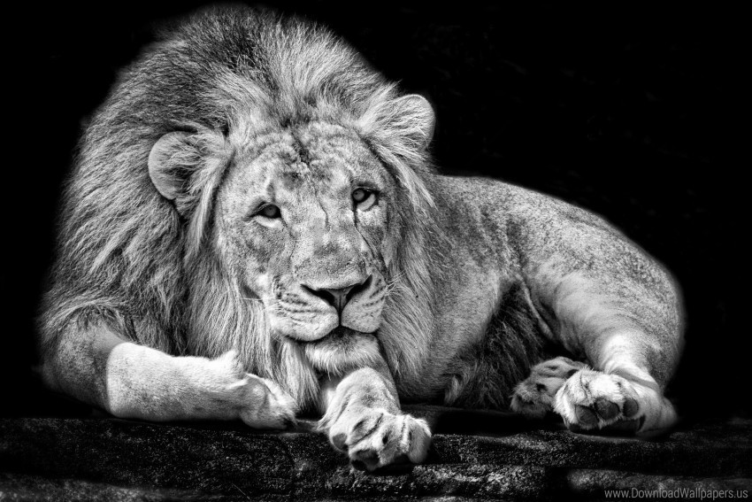 Background King Lion Wallpaper Isolated Graphic On HighQuality PNG