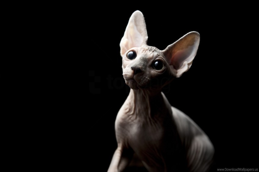 bald eyes eyes sphynx cat wallpaper PNG Image Isolated on Clear Backdrop