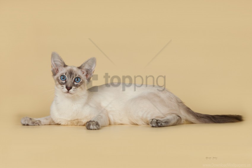 bali balinese balinese cat breed color wallpaper PNG graphics with clear alpha channel broad selection