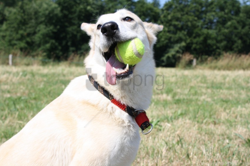 ball dog muzzle playful wallpaper Clear Background PNG Isolated Design