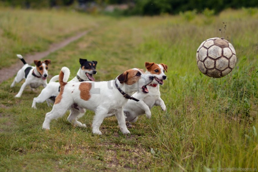 ball dogs grass playful puppies wallpaper Clear Background PNG with Isolation