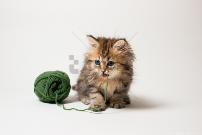 ball fluffy kid kitten playful thread wallpaper Clean Background Isolated PNG Design