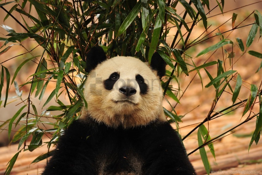 bamboo bear panda wallpaper PNG files with clear background collection