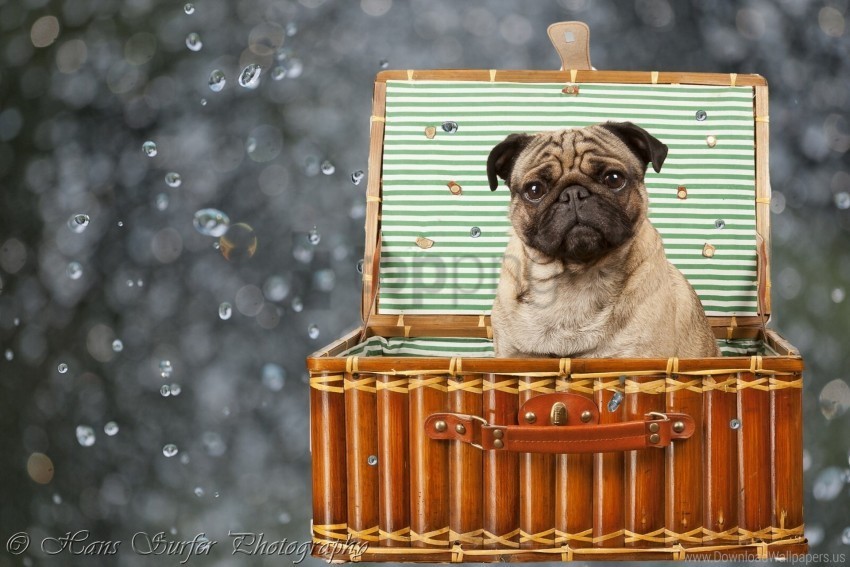 basket dog sit wallpaper PNG transparent photos library