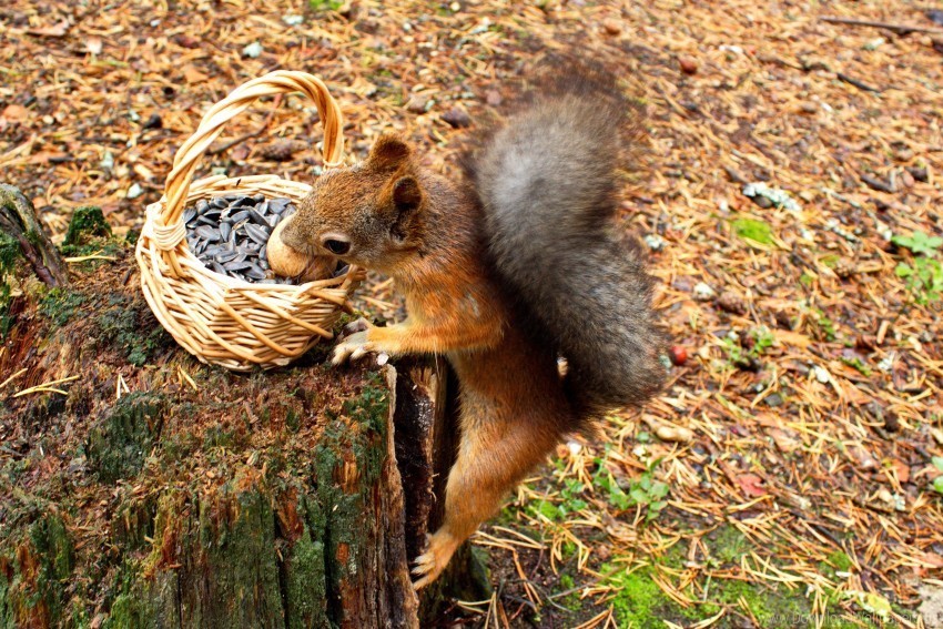 basket food seeds squirrel stump wallpaper PNG Image with Transparent Isolation
