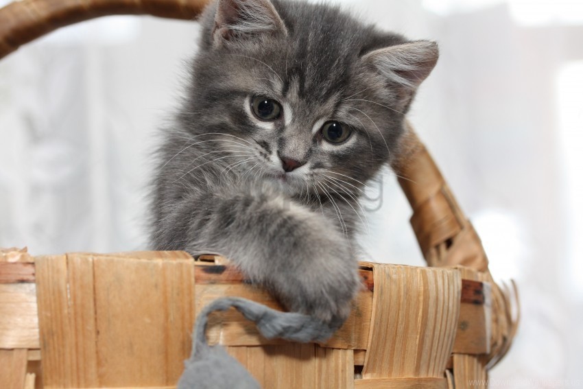 basket gray kitten muzzle wallpaper Isolated Subject with Clear Transparent PNG