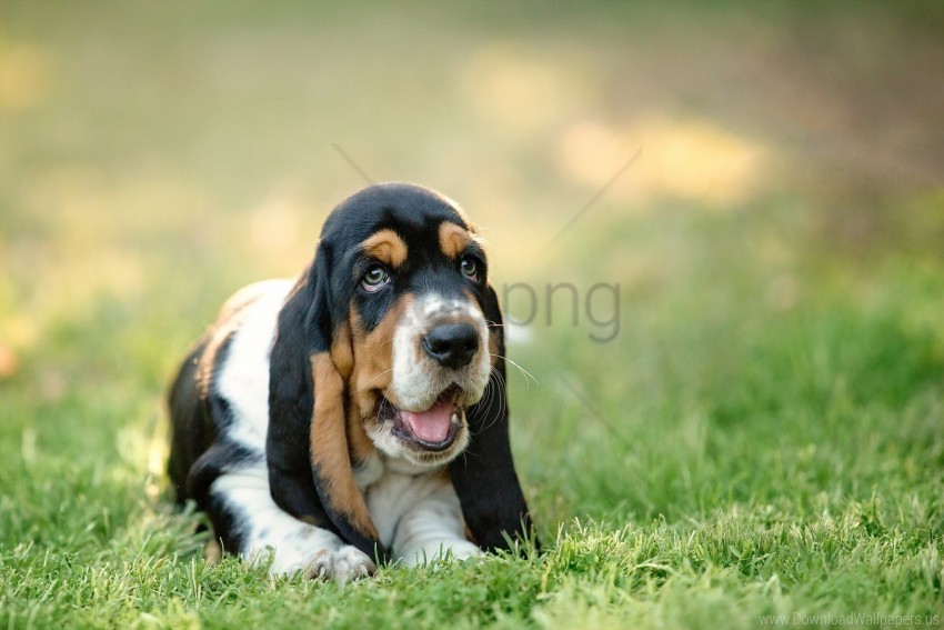 basset dog grass muzzle puppy wallpaper PNG Graphic Isolated on Transparent Background