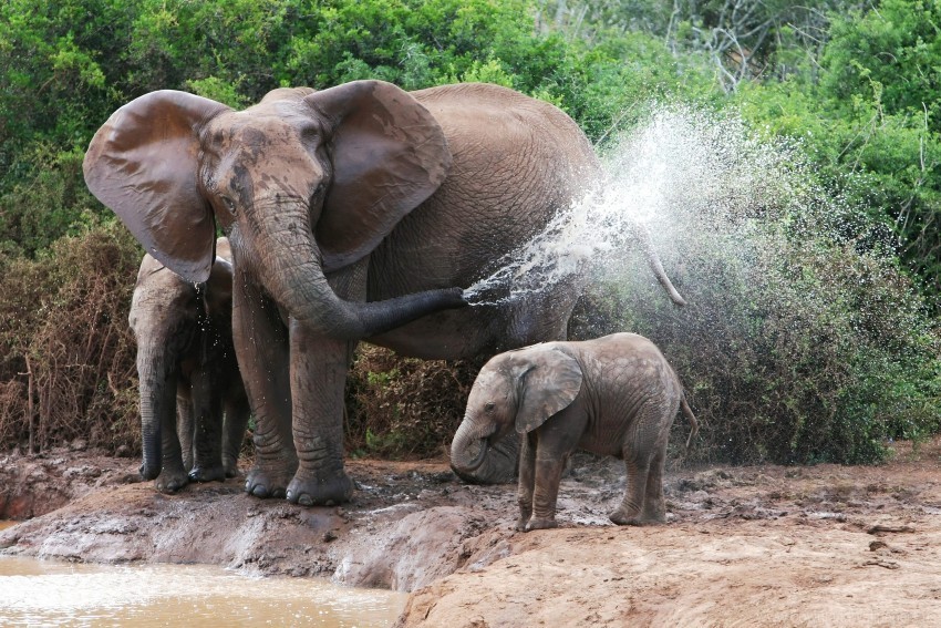 bathing elephant calves elephants female water wallpaper PNG files with transparent canvas collection