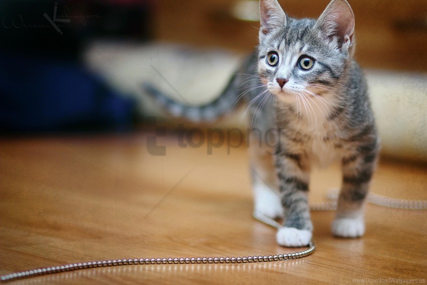 beads chain kitten look playful wallpaper PNG files with clear background variety