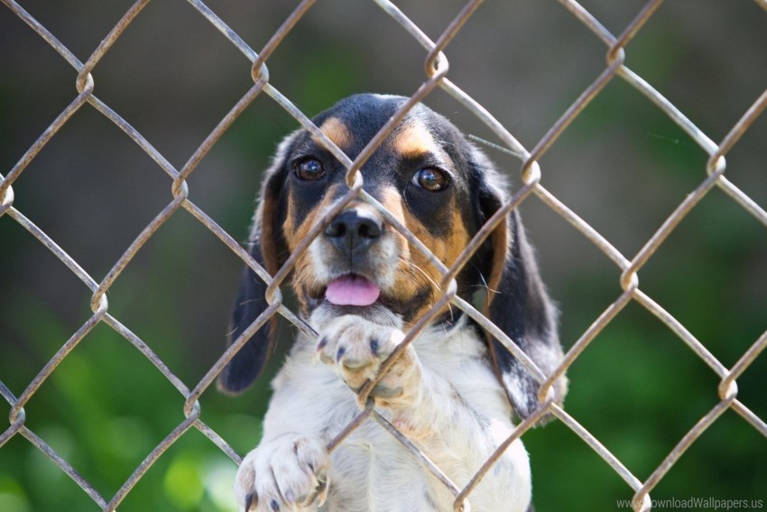 beagle dog fence puppy wallpaper PNG transparent images mega collection