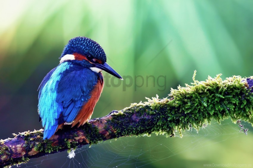 beak bird branch color common kingfisher wallpaper Clear background PNG clip arts