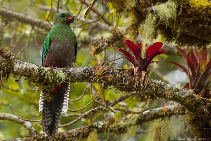 beak bird branch food insect wallpaper PNG transparent photos vast variety