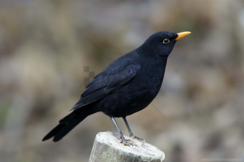 beak bird raven wallpaper Isolated Element on HighQuality PNG