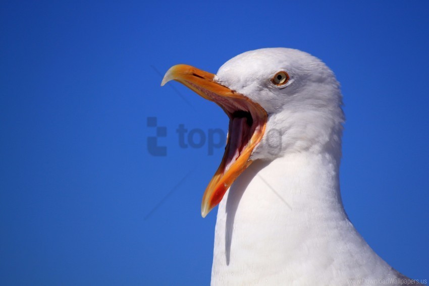 beak bird scream seagull wallpaper PNG images with transparent elements pack