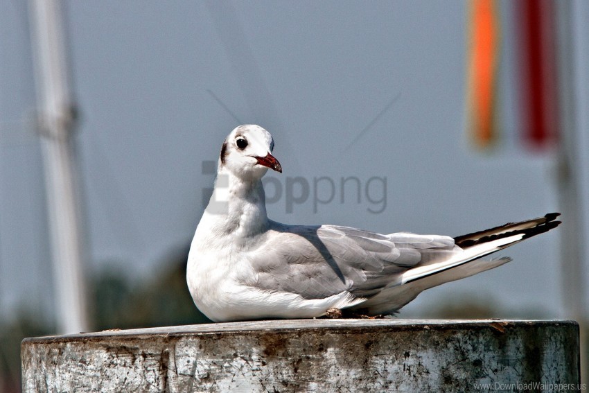beak bird seagull sitting wallpaper PNG images with transparent canvas variety