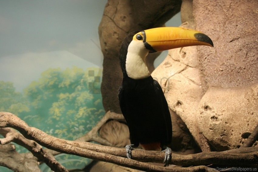 beak bird sitting toucan wallpaper PNG for educational use