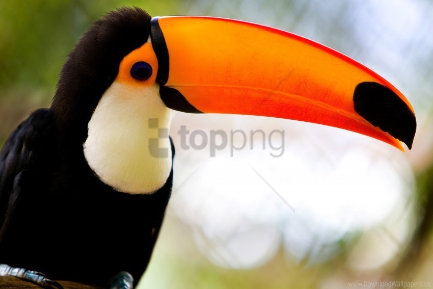 beak bird sitting toucan wallpaper PNG Image with Isolated Transparency