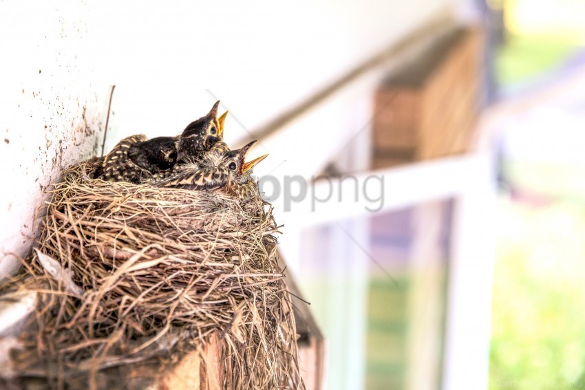 beak birds chicks nest wallpaper PNG graphics with alpha channel pack
